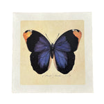 Blue Butterfly Wall Paper Print