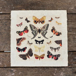 Dancing Butterflies Wall Paper Print