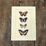 Butterfly Quartet Wall Paper Print