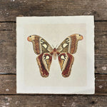 Brown Moth Wall Paper Print