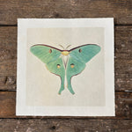 Green Luna Moth Wall Paper Print