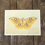 Yellow Moth Wall Paper Print