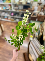 Cream Berries with Leaves & Twigs Stem