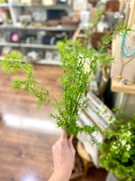 Asparagus Fern