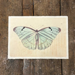 Light Blue Butterfly Wall Paper Print