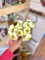 Cream Mini Ranunculus Bundle : 7 Stems