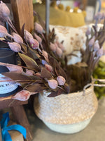 Sleepy Silene Eva Bush