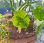 Elyssa Bass Oval Gold Hoops