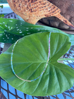 Elyssa Bass Multi Tourmaline Necklace