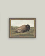 Resting Bison Framed Art