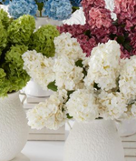 White Cone Hydrangea Stem