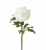 White Peony Stem