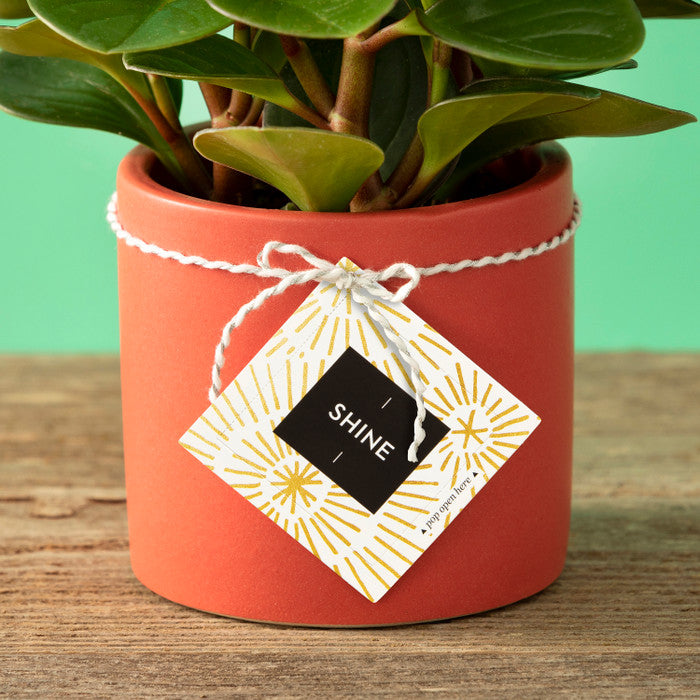 ThoughtFulls : Shine