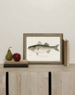 The Striped Bass Frame