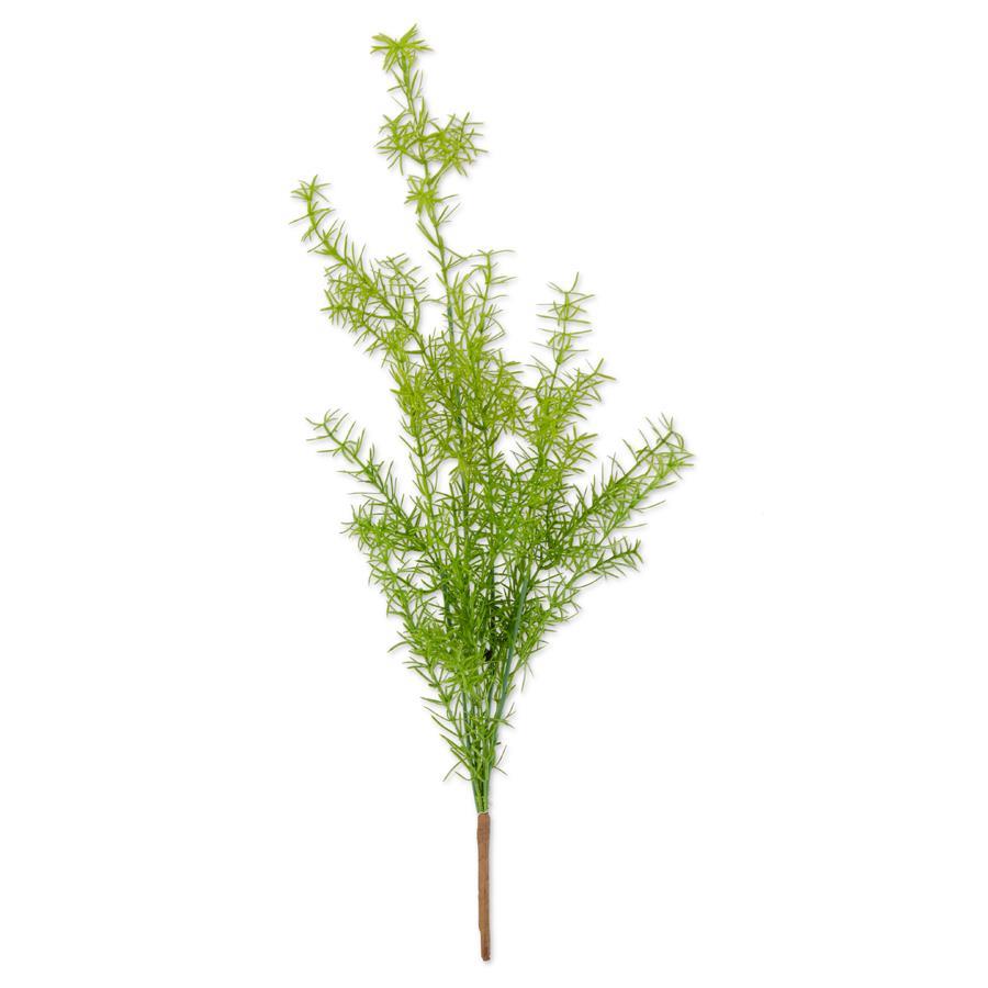 Asparagus Fern