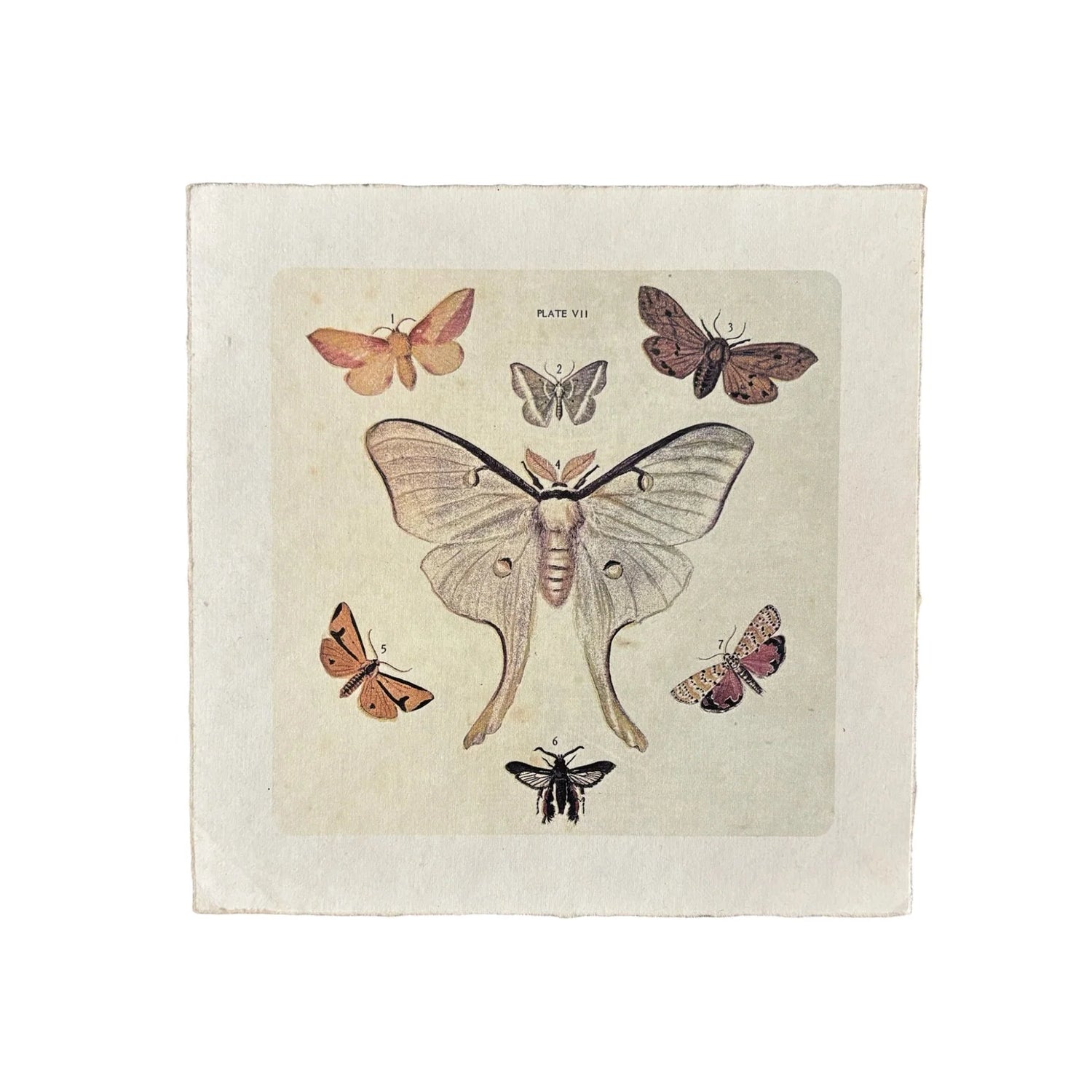 Dancing Moths Wall Paper Print