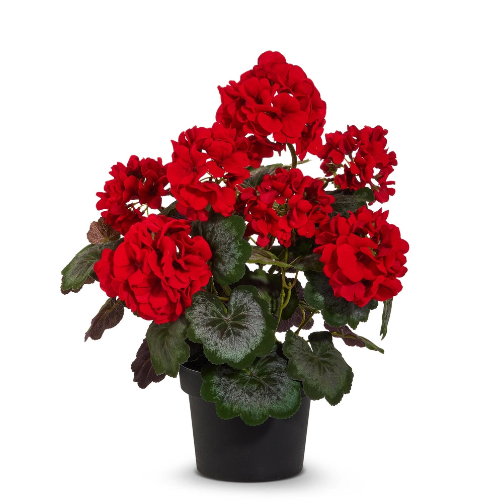 Potted Red Geranium