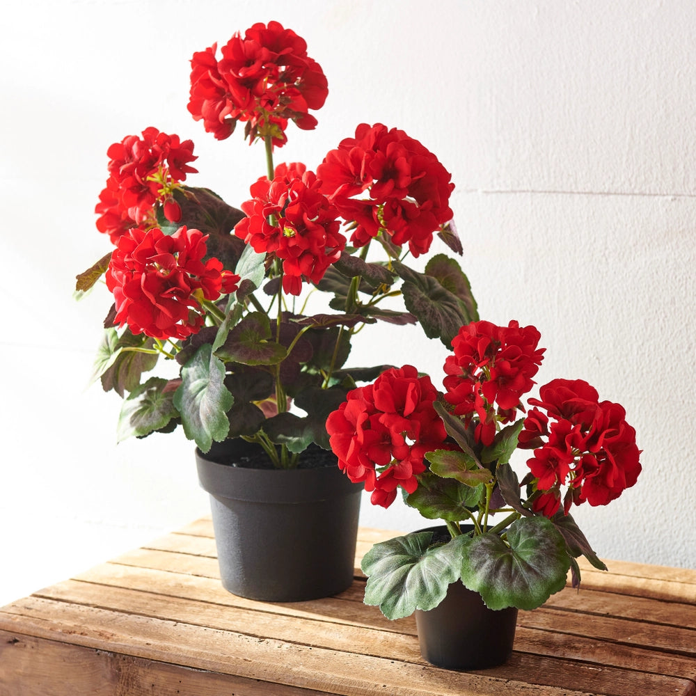 Potted Red Geranium