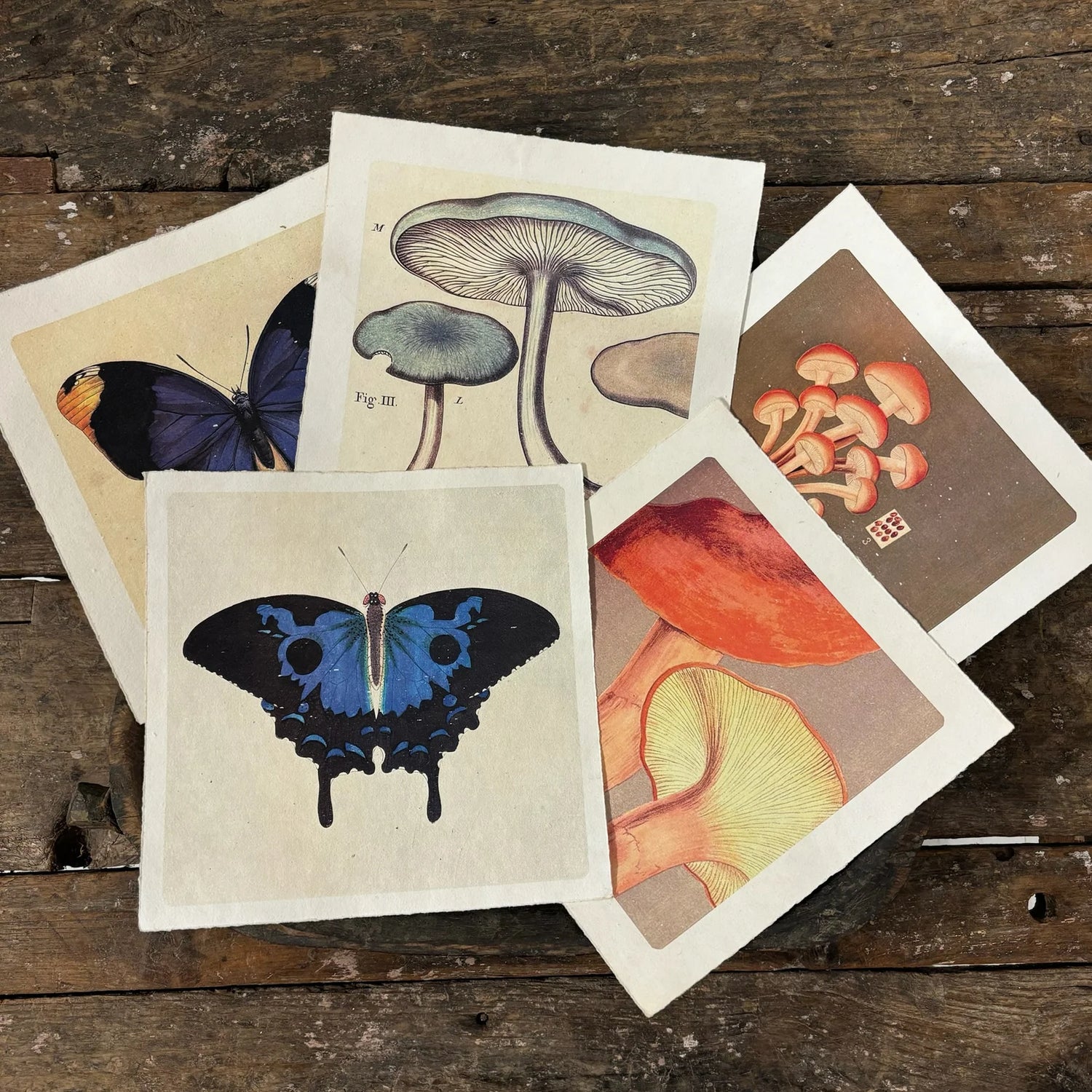 Swallowtail Butterfly Wall Paper Print