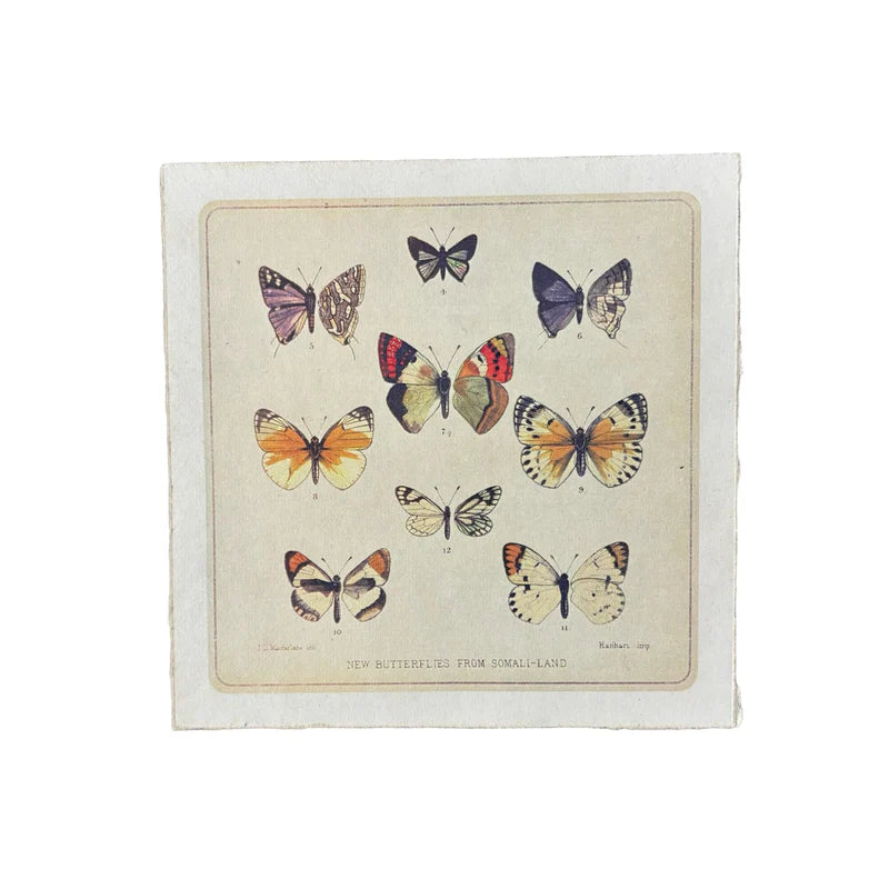 Butterfly Cluster Wall Paper Print