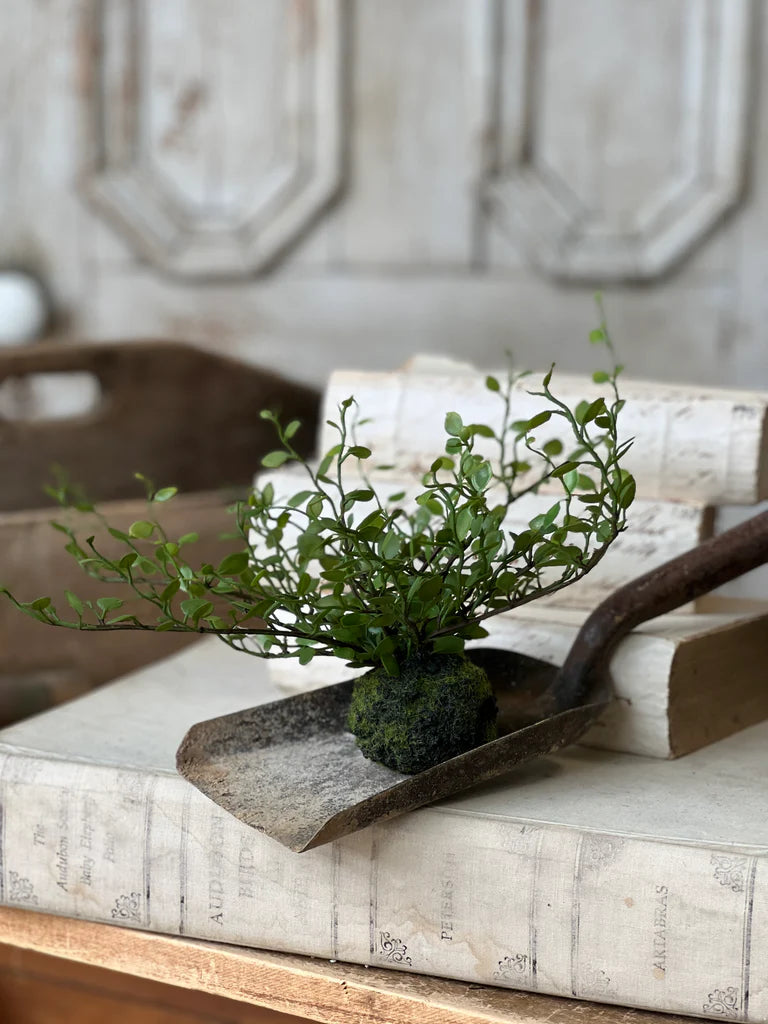 Hillsong Rooted Fern