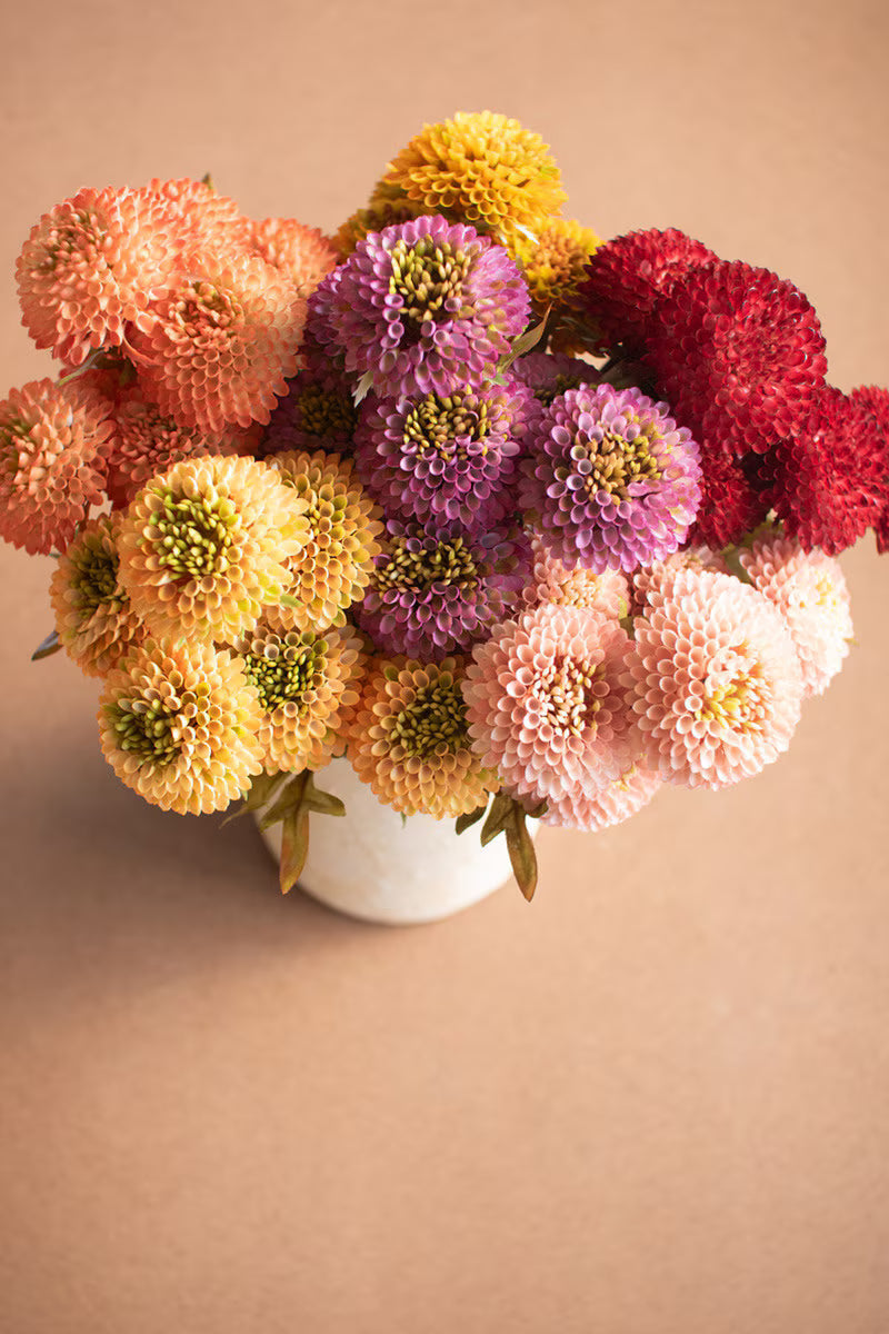 Purple Dahlia Bundle