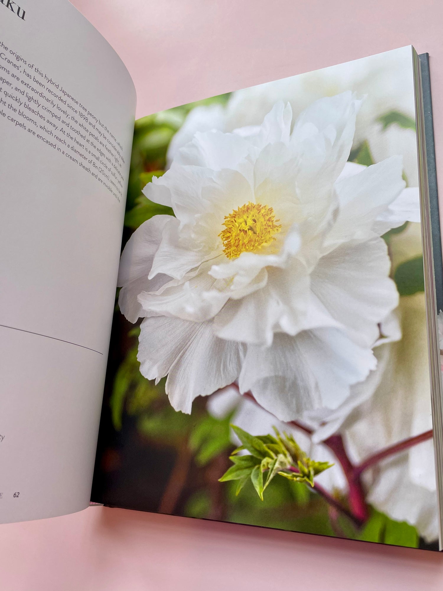 Peonies Book