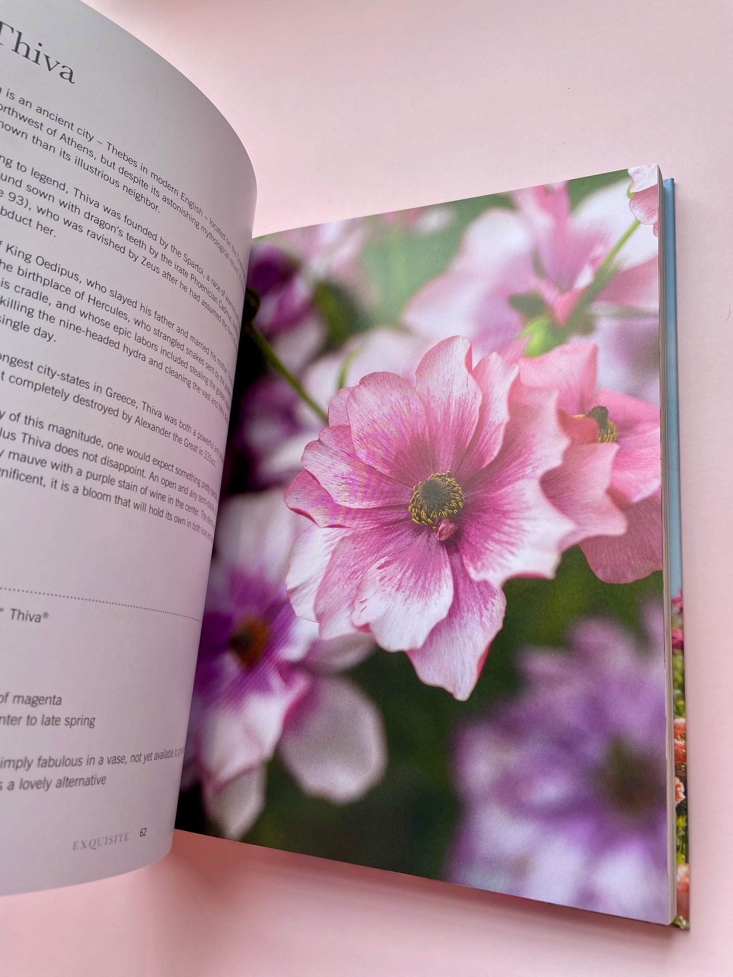 Ranunculus Book