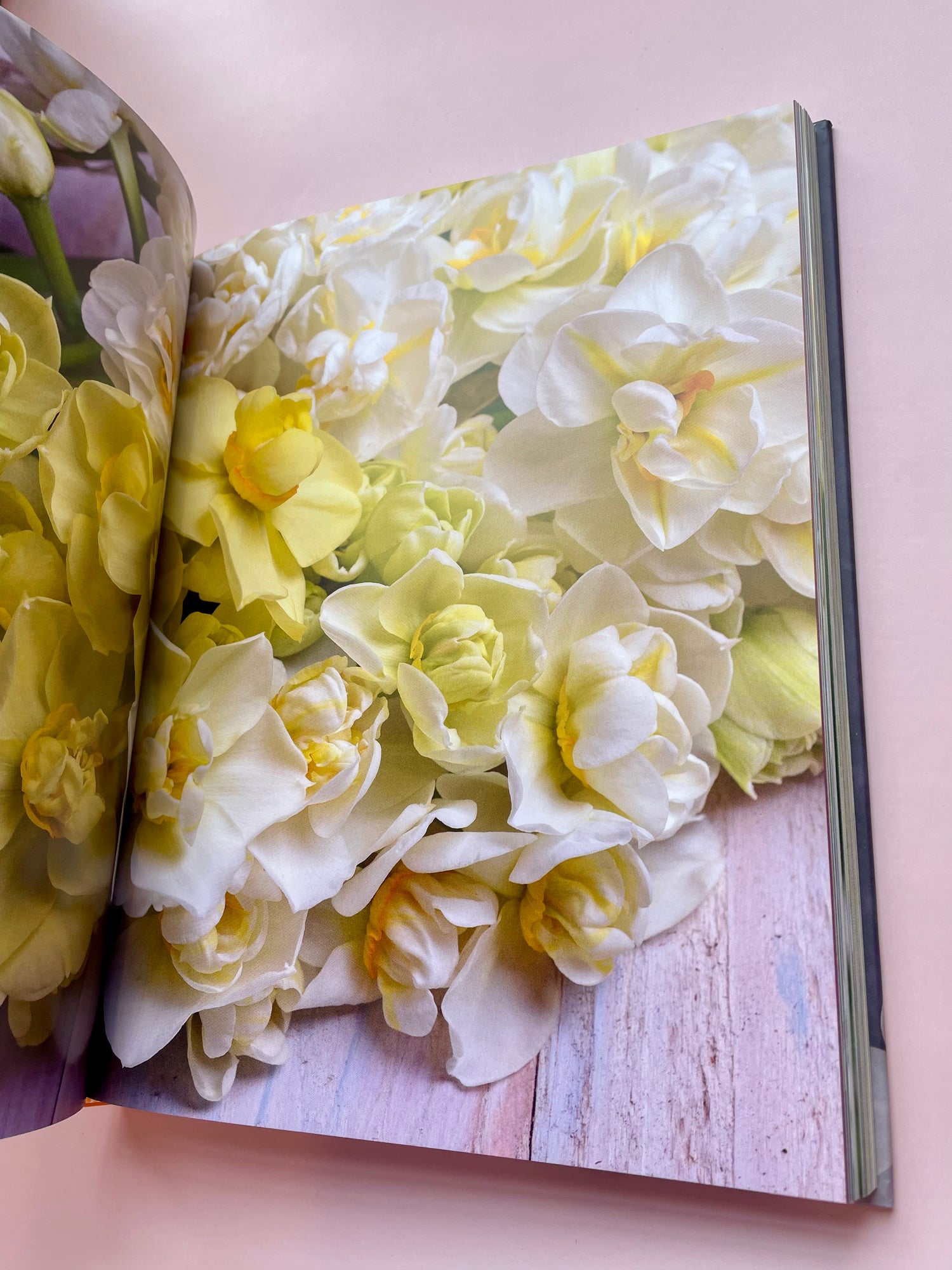 Daffodils Book