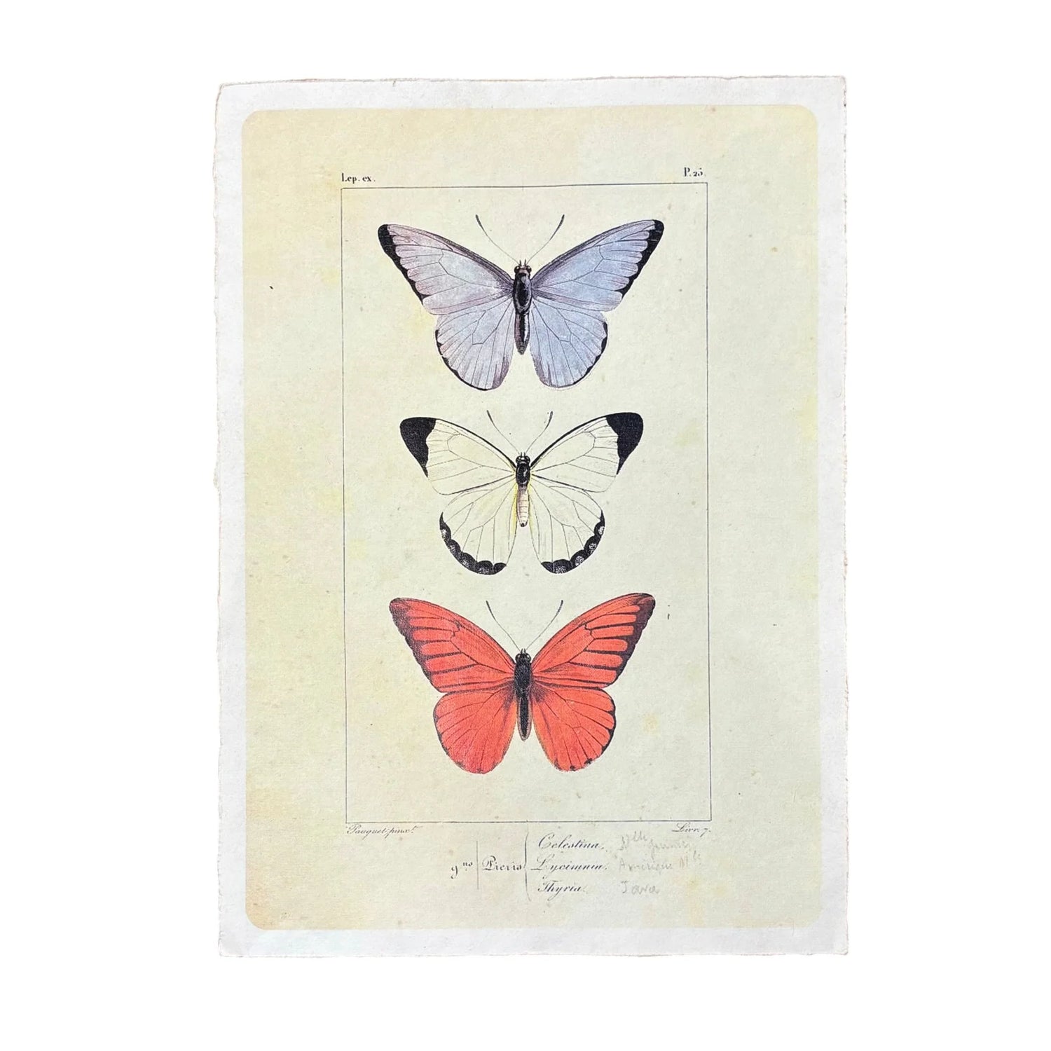 Butterfly Trio Wall Paper Print