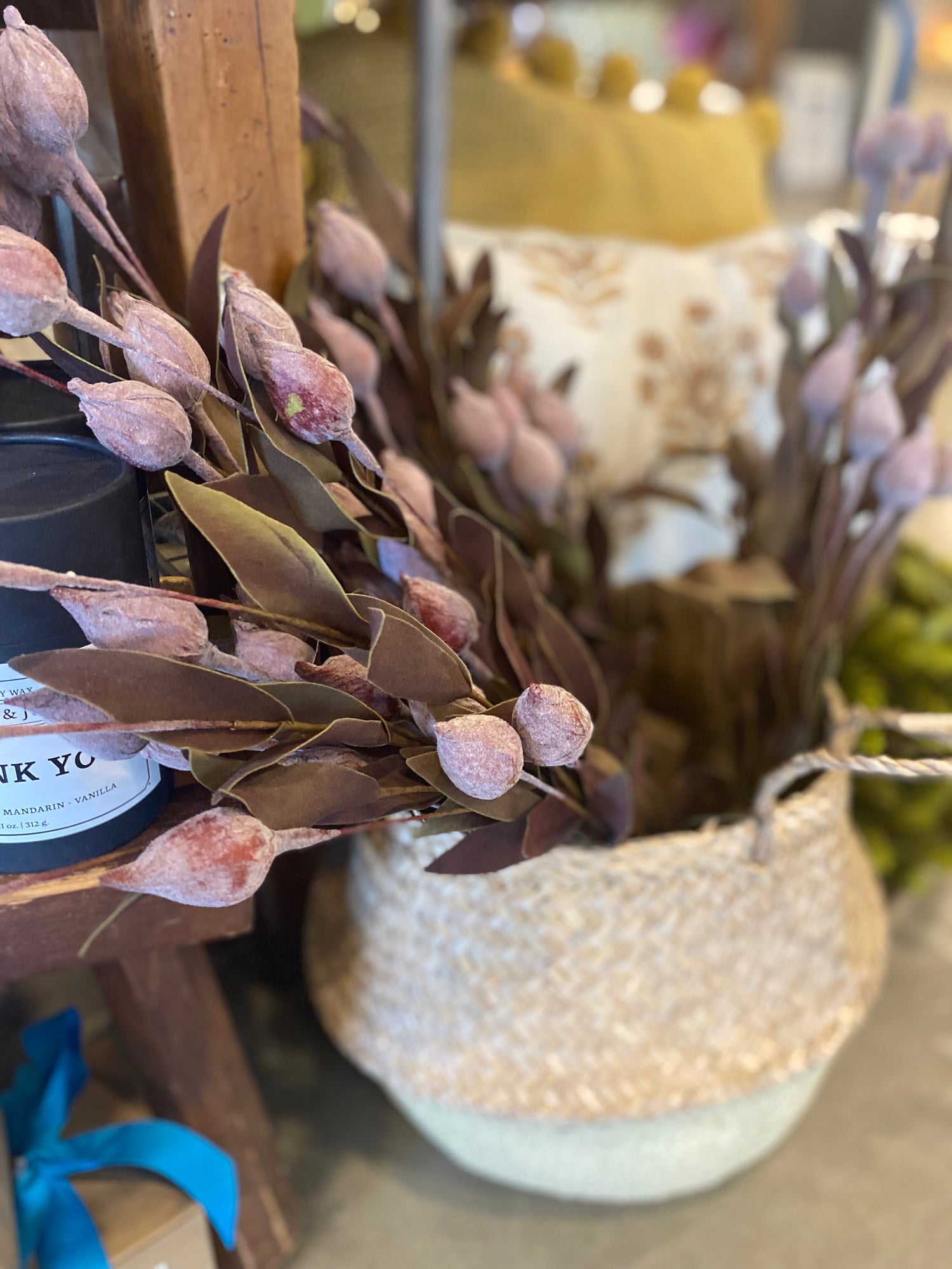 Sleepy Silene Eva Bush