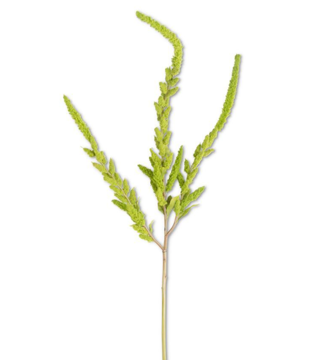 Amaranthus Stem