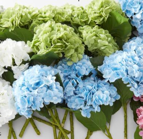 Green Hydrangea Stem