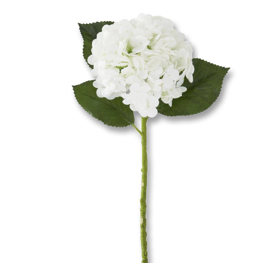 White Hydrangea Stem