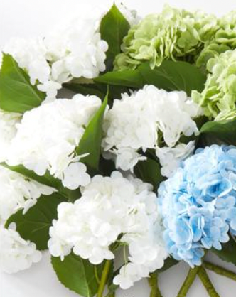 White Hydrangea Stem