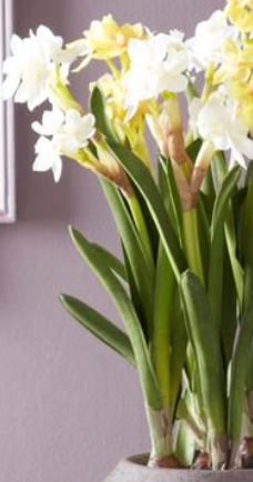 Daffodil Bulb Pick
