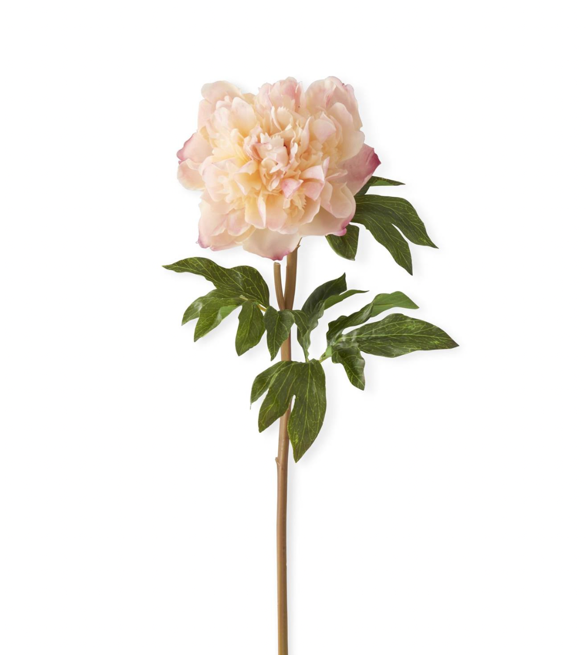 Coral Peony Stem