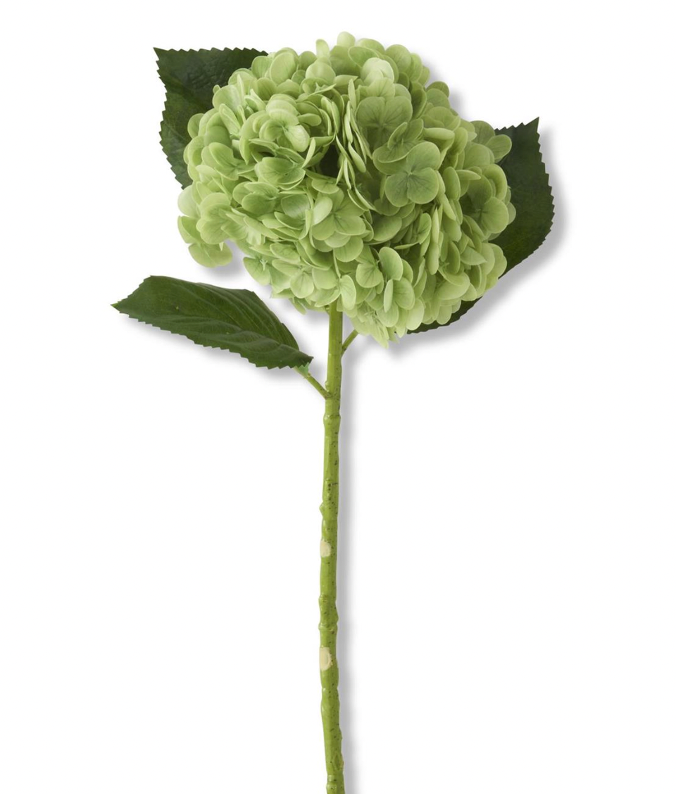 Green Hydrangea Stem