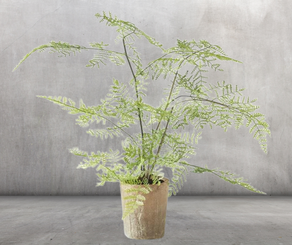 Josie's Fern Pot