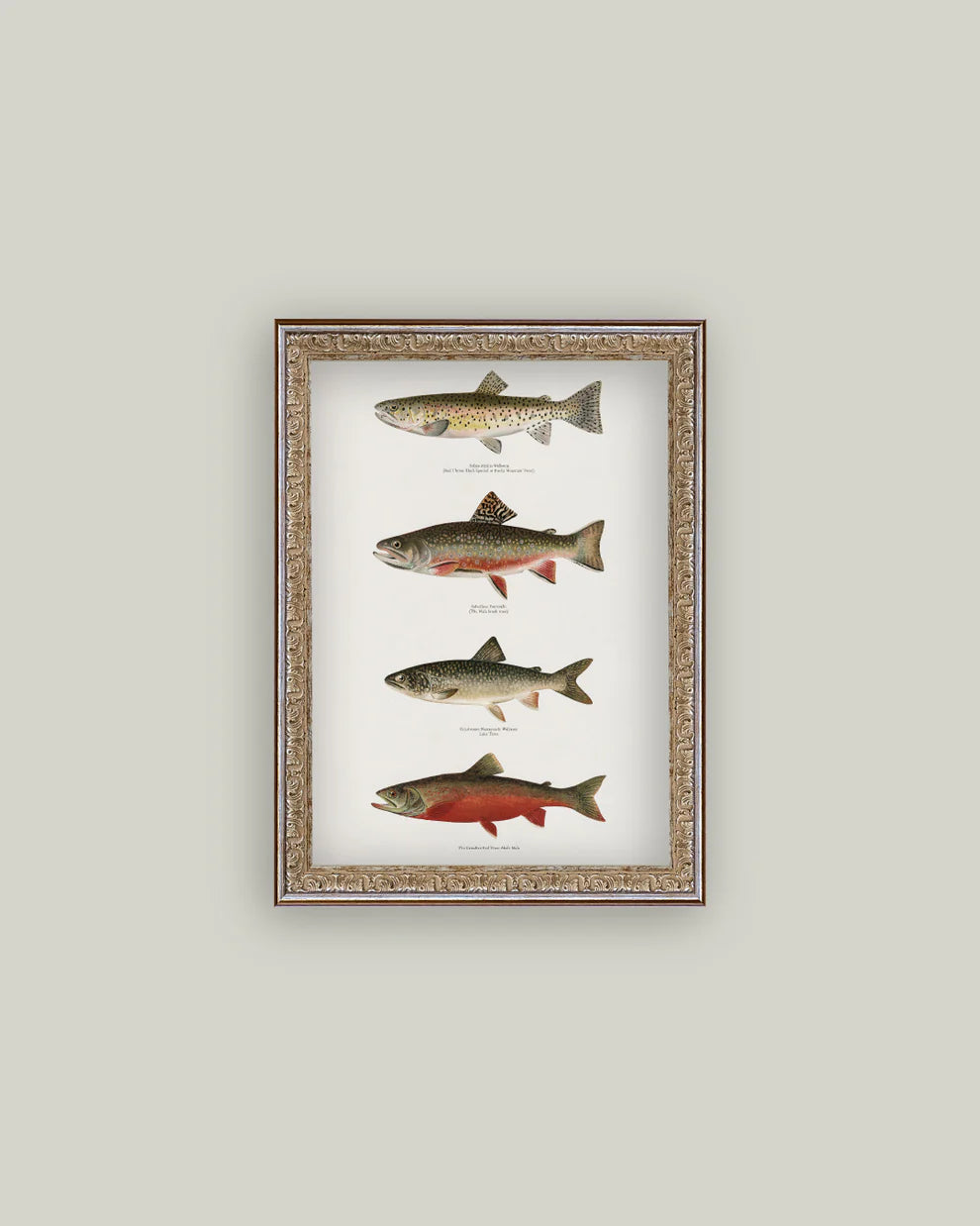 Vintage Trout Framed Art